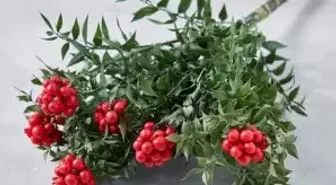 Kokina çiçeği suya konur mu? Kokina çiçeği solar mı, ömrü ne kadar?