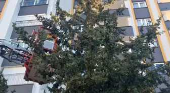 Köpekten kaçan kedi 3 gün ağaçta mahsur kaldı