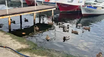 Limanın maskotu ördekler