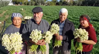 Mersin'de nergisler erken açtı; boğumu 300 TL'ye satılıyor
