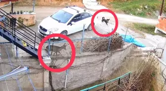 Ordu'da sokak köpeklerinin saldırdığı karaca öldü