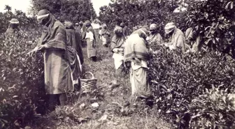 Ortaya çıkan arşiv Türk Çayı'nın tarihine ışık tutuyor