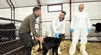 Pertek'te kırsala bereket: Genç veterinere hayvancılık desteği