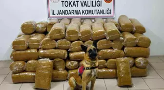 Tokat'ta 485 kilogram kaçak tütün ele geçirildi