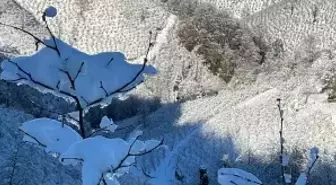 Ordu'da Kar Yağışının Fındık Üretimine Olumlu Etkisi