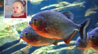 Brezilya'da 2 yaşındaki kız çocuğu pirana saldırısında hayatını kaybetti