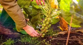 Brüksel lahanası artık bildiğiniz gibi değil, acılığı nasıl giderildi?