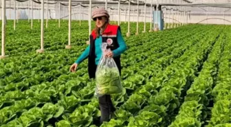 Buharkent'te sağlıklı gıda için pestisit denetimi