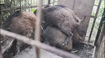 Çatalca'da kaçak avcıların kurduğu domuz tuzakları bulundu