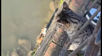Çaya düşen yavru kedi, itfaiye tarafından kurtarıldı