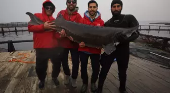 Elazığ'daki tesis mersin balığı yetiştiriciliğiyle havyarda üretim üssü olmak için çalışıyor