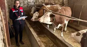 Hibe desteğiyle hayvancılık yapan besicilere yönelik denetim