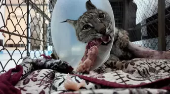 Köpek saldırısında yaralanan vaşak hayata tutundu