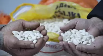 Tescilli Gürgentepe çoban fasulyesinde 'alım garantili üretim' modeli uygulandı