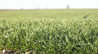 Trakya'da bu sene buğday erken boy attı