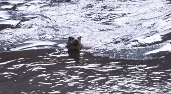 Tunceli'de nesli tehlike altındaki su samuru görüntülendi