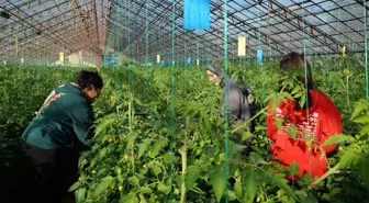 Üniversiteden sofraya