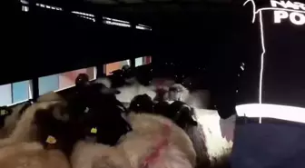 29 küçükbaşın karın boşluğuna gizlenmiş 54,6 kilo metamfetamin ele geçirildi: 2 gözaltı