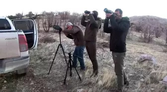 Adıyaman'da yaban keçileri tek tek sayılıyor