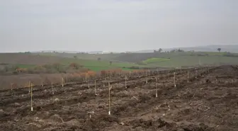 Balıkesir'de orman köylüsüne badem fidanı desteği veriliyor