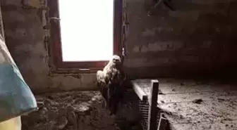 Bolu'da yaralı şahin koruma altına alındı