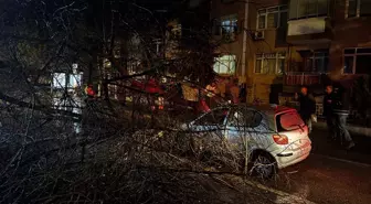 Edirne'de seyir halindeki otomobilin üzerine ağaç devrildi
