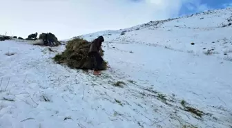 Erciş'te asırlık kış mesaisi: Otlar kızaklarla köye taşınıyor