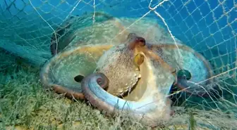 Hayalet ağlarla mücadelede 420 milyon metrekare alan tarandı