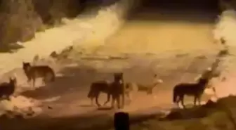 İlçe merkezine inen kurt sürüsü cep telefonuyla görüntülendi