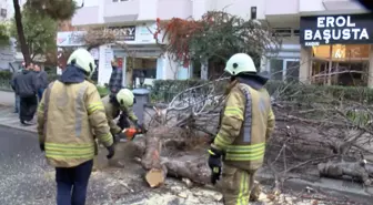 Kadıköy'de seyir halindeki cipin üstüne ağaç devrildi