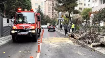 Kadıköy'de yola devrilen ağaç paniğe neden oldu