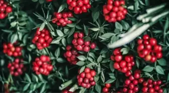 Kokina çiçeğinin anlamı nedir? Kokina çiçeği neden alınır?