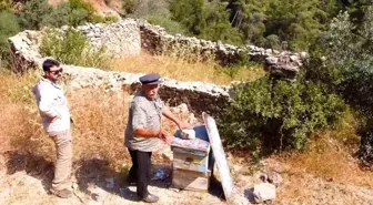 Muğla'da kovan barınakları tekrar ayağa kaldırılıyor