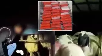 Şeytani plan! Kilolarca uyuşturucuyu hayvanların karın boşluklarına yerleştirmişler