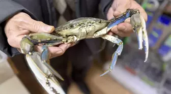 Sinop'ta balıkçıların ağına mavi yengeç takıldı