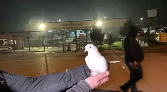 Tahliyeleri beyaz güvercinle karşıladılar