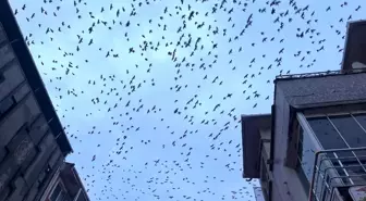 Tekirdağ semalarında kargaların görsel şöleni