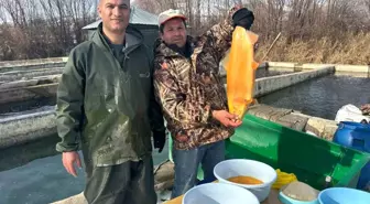 Van'da binlerce ton kapasiteli tesislerde alabalık sağımı başladı