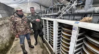 Van'daki tesislerde alabalık sağımına başlandı