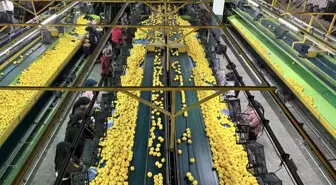 Yeni yıl öncesi narenciyede yoğun hasat