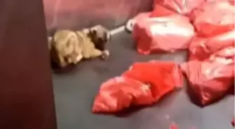 Barınakta çöp poşetlerindeki ölü köpekler için soruşturma