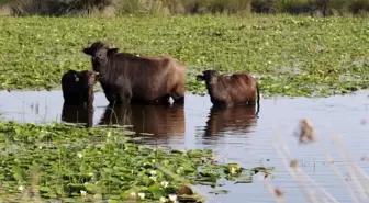 Kızılırmak Deltası'nda manda yetiştiriciliği markalaşarak geleceğe taşınıyor