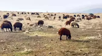 Patnos'ta kar yağmaması çiftçilerin yüzünü güldürdü