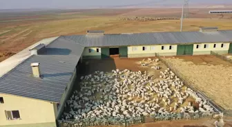 Türkiye'nin dev işletmesinde 60 bin kuzu dünyaya geldi