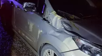 Yalova'da hafif ticari araç, büyükbaş hayvana çarptı