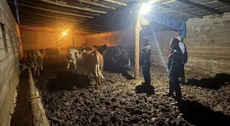 Yozgat'ta kaybolan büyükbaş hayvanlar jandarma tarafından bulundu