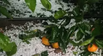 Adana'da dolu yağışı; narenciye bahçeleri zarar gördü