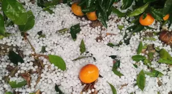 Adana'da dolu yağışı; narenciye bahçeleri zarar gördü