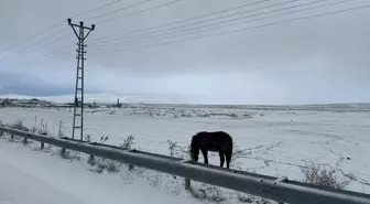 Ağrı'da kar yağışı