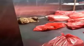 Ankara Büyükşehir Belediyesi'nden 'barınak' açıklaması